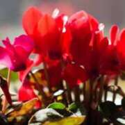 ヒメ日記 2024/12/26 06:02 投稿 ゆら 熟女＆人妻＆ぽっちゃり倶楽部