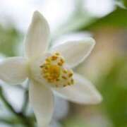 ヒメ日記 2024/12/31 23:58 投稿 ゆら 熟女＆人妻＆ぽっちゃり倶楽部