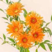 ヒメ日記 2025/04/19 10:40 投稿 ゆら 熟女＆人妻＆ぽっちゃり倶楽部