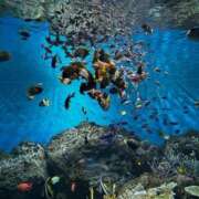 ヒメ日記 2025/07/31 15:43 投稿 ゆら 柏人妻花壇