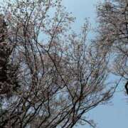 ヒメ日記 2026/03/16 14:43 投稿 ゆら 柏人妻花壇