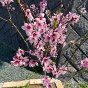 ヒメ日記 2026/04/03 13:49 投稿 ゆら 柏人妻花壇