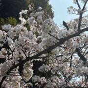 ヒメ日記 2026/03/31 09:30 投稿 さつき ふぞろいの人妻たち