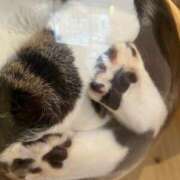 ヒメ日記 2025/05/17 22:32 投稿 あずさ 大阪はまちゃん 谷九店