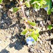 ヒメ日記 2025/02/25 12:47 投稿 つき 出会い系人妻ネットワーク 春日部〜岩槻編