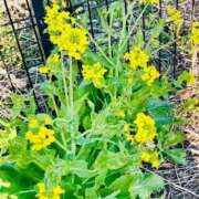 ヒメ日記 2025/03/24 09:25 投稿 つき 出会い系人妻ネットワーク 春日部〜岩槻編