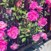 ヒメ日記 2025/04/30 15:44 投稿 つき 出会い系人妻ネットワーク 春日部〜岩槻編