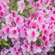 ヒメ日記 2025/05/03 13:59 投稿 つき 出会い系人妻ネットワーク 春日部〜岩槻編