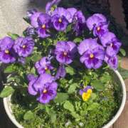 ヒメ日記 2025/05/08 09:04 投稿 つき 出会い系人妻ネットワーク 春日部〜岩槻編