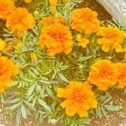 ヒメ日記 2025/06/02 17:57 投稿 つき 出会い系人妻ネットワーク 春日部〜岩槻編