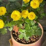 ヒメ日記 2024/12/18 23:48 投稿 つき 出会い系人妻ネットワーク さいたま～大宮編