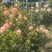 ヒメ日記 2025/01/08 00:12 投稿 つき 出会い系人妻ネットワーク さいたま～大宮編