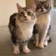 ヒメ日記 2024/12/10 05:31 投稿 仁科ゆりか MADAM