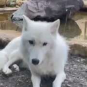 ヒメ日記 2024/12/13 05:16 投稿 仁科ゆりか MADAM