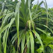 椎名りん 11/25 MADAM