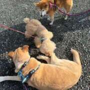 ヒメ日記 2024/12/11 11:16 投稿 永井まゆみ MADAM