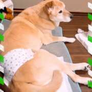 ヒメ日記 2024/12/31 16:01 投稿 永井まゆみ MADAM