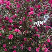 ヒメ日記 2025/12/04 12:46 投稿 二宮あずさ MADAM