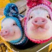 ヒメ日記 2024/12/15 06:46 投稿 葛西しおり MADAM