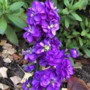 ヒメ日記 2025/12/05 00:16 投稿 杉下あんな MADAM