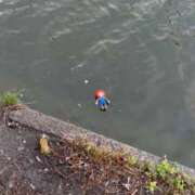 ヒメ日記 2025/12/15 10:31 投稿 岡野ひろこ MADAM