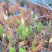 ヒメ日記 2025/04/08 06:36 投稿 安田 えみ 人妻の雫 倉敷店