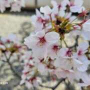 ヒメ日記 2025/04/10 06:26 投稿 安田 えみ 人妻の雫 倉敷店