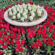 ヒメ日記 2025/04/16 06:16 投稿 安田 えみ 人妻の雫 倉敷店