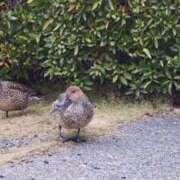 ヒメ日記 2025/11/30 11:46 投稿 安田 えみ 人妻の雫 倉敷店