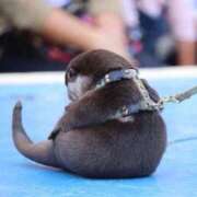 ヒメ日記 2025/09/07 13:55 投稿 りんか 舐めたくてグループ～君とサプライズ学園～越谷校