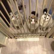 吉崎まりえ 毎日 MADAM