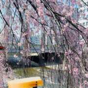 ヒメ日記 2025/04/06 07:02 投稿 坂本千佳 五十路マダム 新潟店(カサブランカグループ)