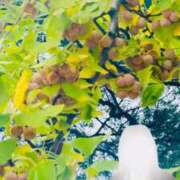 ヒメ日記 2025/11/02 06:30 投稿 坂本千佳 五十路マダム 新潟店(カサブランカグループ)