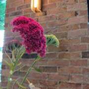 ヒメ日記 2025/08/27 00:03 投稿 みお 五反田・品川おかあさん