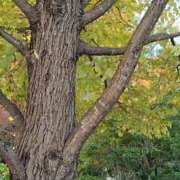 ヒメ日記 2025/11/20 12:23 投稿 みお 五反田・品川おかあさん