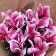 ヒメ日記 2025/12/06 00:13 投稿 みお 五反田・品川おかあさん