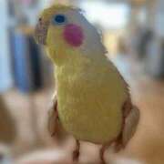 ヒメ日記 2026/03/22 10:13 投稿 ひまり 梅田アバンチュール