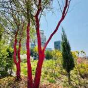 ひまり 4/27 お礼❤️♥️❤️ 梅田アバンチュール