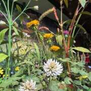 ひまり 4/29 お礼♥️ 梅田アバンチュール