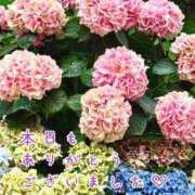ヒメ日記 2026/06/21 20:12 投稿 ひまり 梅田アバンチュール