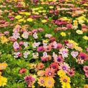 ヒメ日記 2026/08/02 22:32 投稿 ひまり 梅田アバンチュール