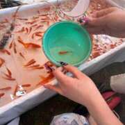 ヒメ日記 2025/06/17 16:23 投稿 みくる 花火-hanabi-(すすきの)