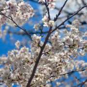 ヒメ日記 2025/04/04 13:49 投稿 とあ スパーク日本橋