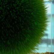 ヒメ日記 2024/12/29 20:00 投稿 せら アラモード