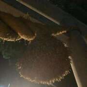 ヒメ日記 2025/01/06 20:00 投稿 せら アラモード