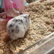 ヒメ日記 2025/01/12 19:16 投稿 せら アラモード