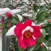 ヒメ日記 2025/01/19 18:32 投稿 せら アラモード