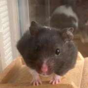 ヒメ日記 2025/03/10 20:00 投稿 せら アラモード