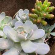 ヒメ日記 2025/03/15 20:00 投稿 せら アラモード