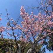 ヒメ日記 2025/03/26 20:00 投稿 せら アラモード